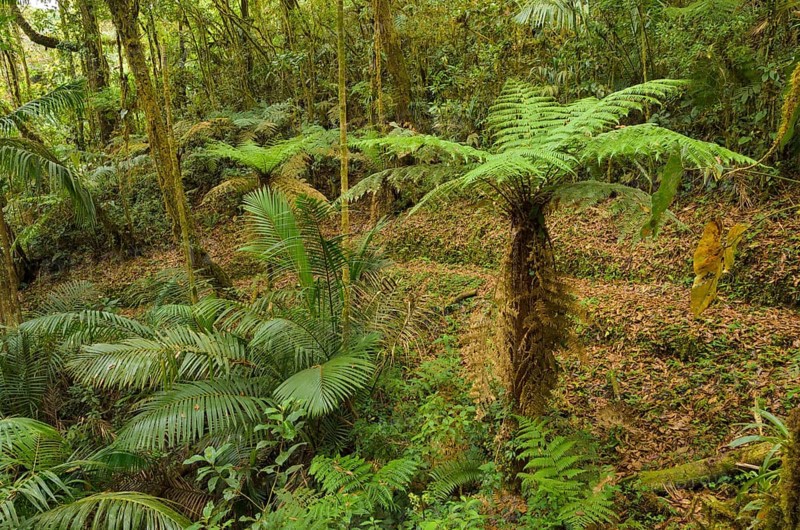 Tree Fern (Cyatheales) in montane rain forest