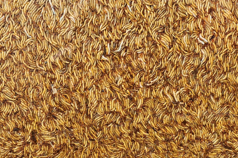 Meal worms