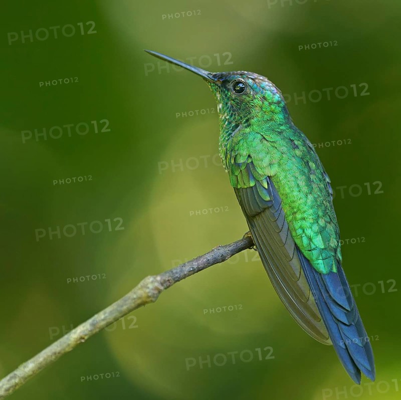 Violet-capped woodnymph (Thalurania glaucopis) on branch