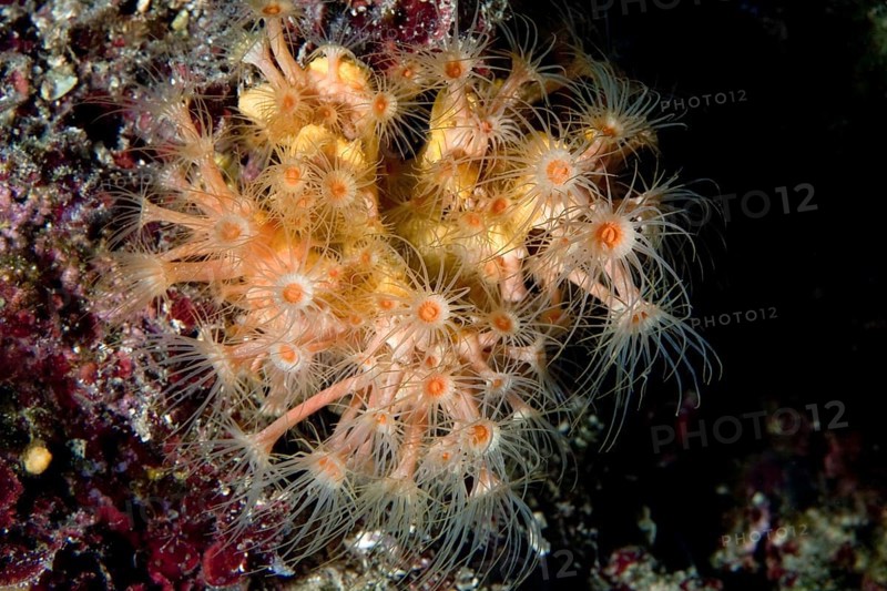 Yellow Cluster Anemon (Parazoanthus axinellae)