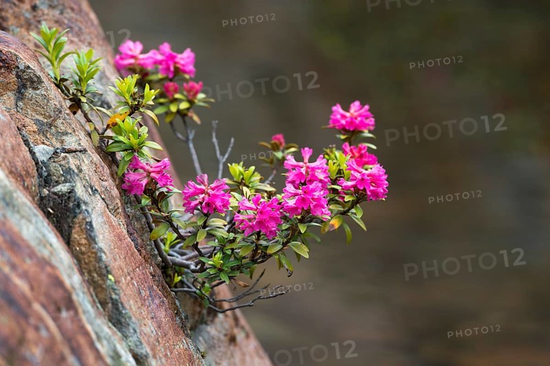 Rusty-leaved Alpenrose (Rhododendron ferrugineum)