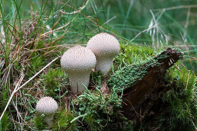 Common Puffball (Lycoperdon perlatum)