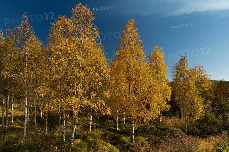 Autumnally coloured birch trees (Betula pendula)