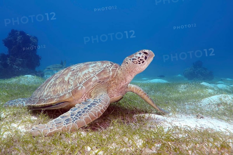 Green sea turtle (Chelonia mydas)