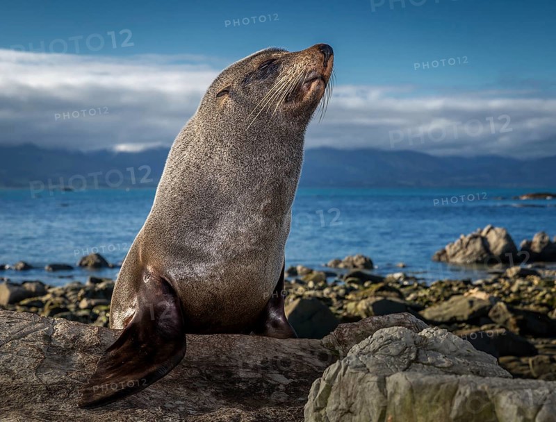 Southern Fur Seal (Arctocephalus forsteri)