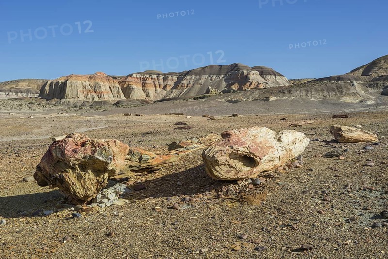 Petrified forest Bosque Petrificado National Monument