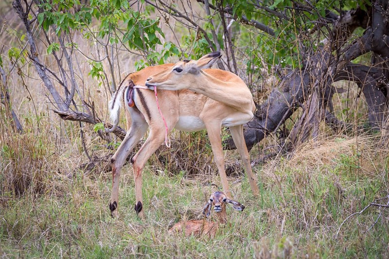 Impala (Aepyceros melampus) female immediately after birth