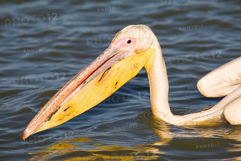 Great White Pelican (Pelecanus onocrotalus)