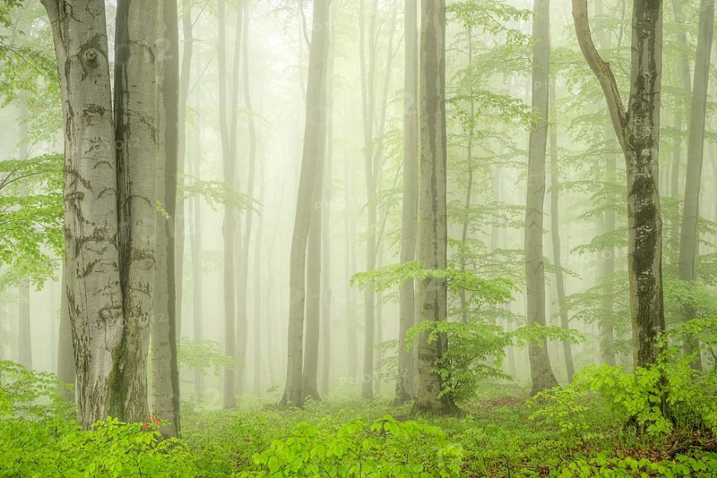 Beech forest