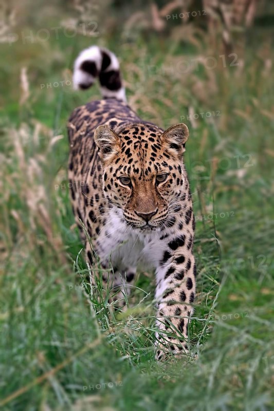 Amur Leopard (Panthera pardus orientalis)