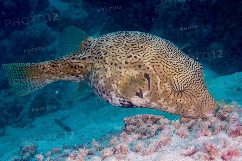 Map Puffer or Map Pufferfish (Arothron mappa)