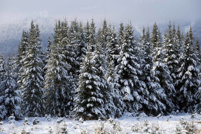 Snow covered trees
