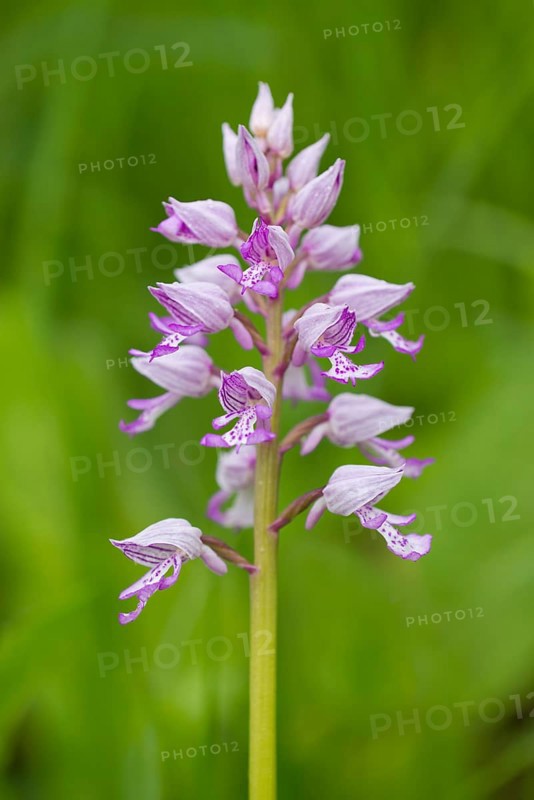 Military Orchid (Orchis militaris)