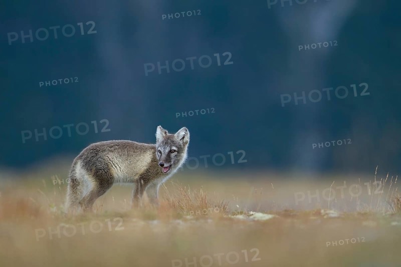Arctic fox (Vulpes lagopus)