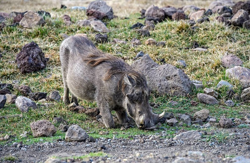 Warthog (Phacochoerus africanus)
