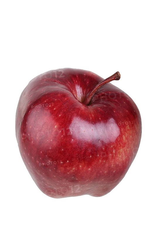 Apple variety Red Chief