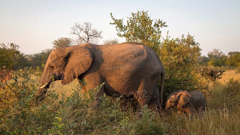 African elephants (Loxodonta africana)