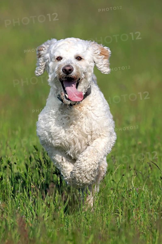 Labradoodle