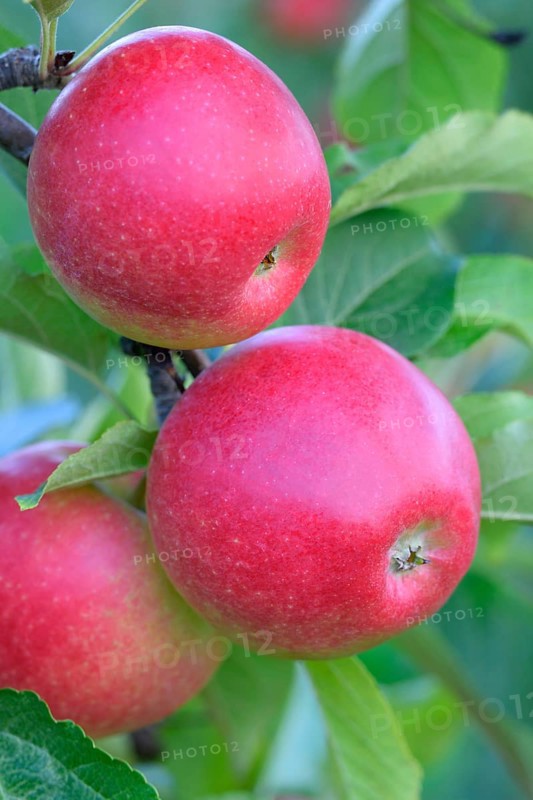 Red apples