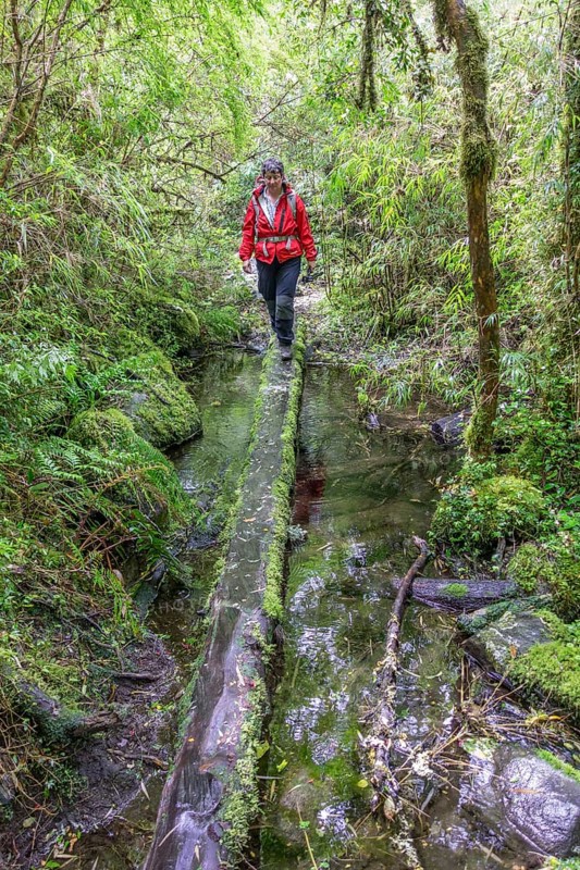 Hike to the Ventisquero Yelcho glacier through the cold rain forest