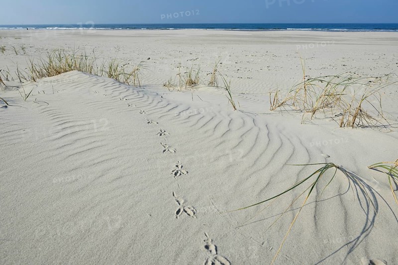 Dune with beach grass (Ammophila arenaria)