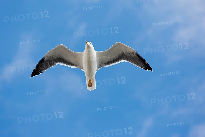 Yellow-legged gull (Larus michahellis) in flight