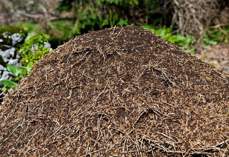 Anthill of the the Swiss Mountain wood ant (Formica paralugubris)