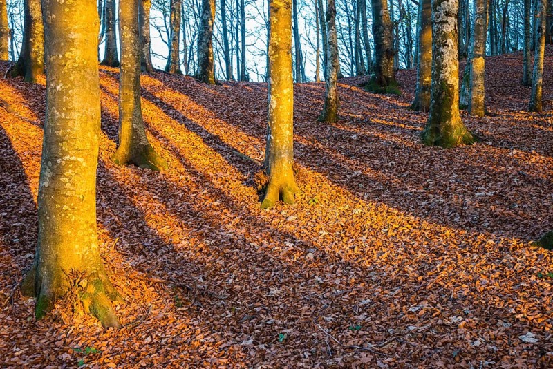 Shadows of trunks on autumn leaves in evening light