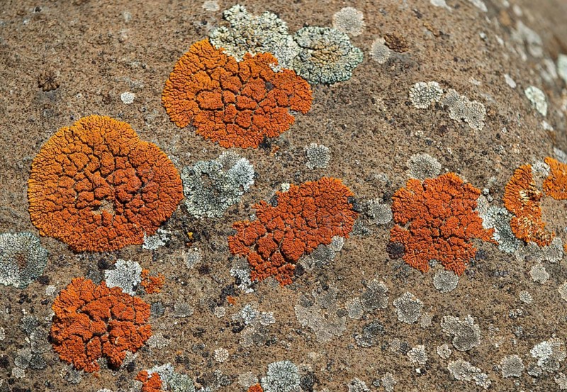 Orange Lichen (Caloplaca spec)