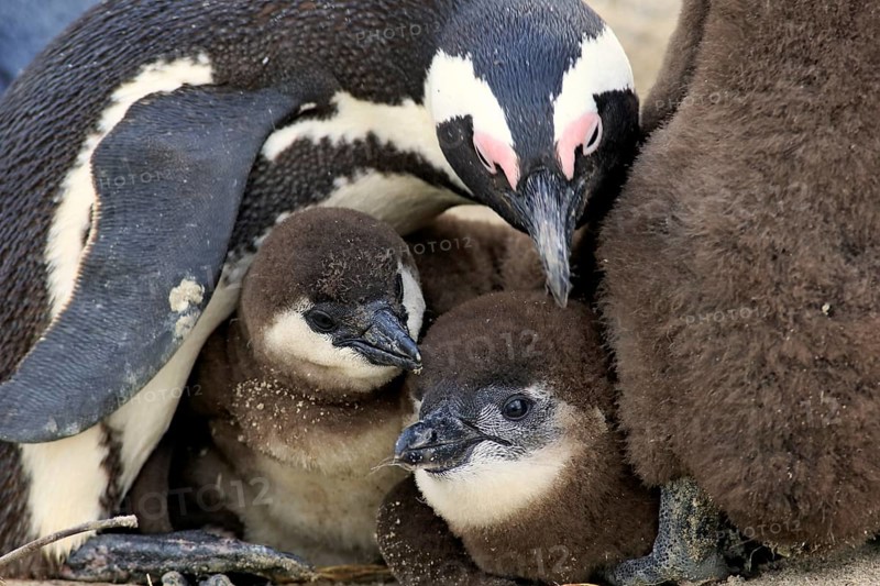 African Penguin (Spheniscus demersus)