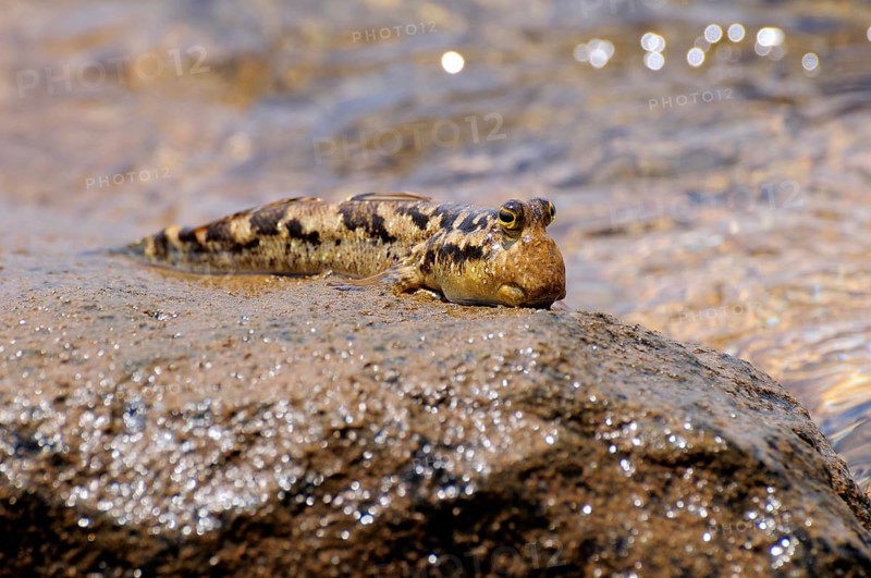 Barred Mudskipper (Periophthalmus argentilineatus) sitting on a rock on the shore