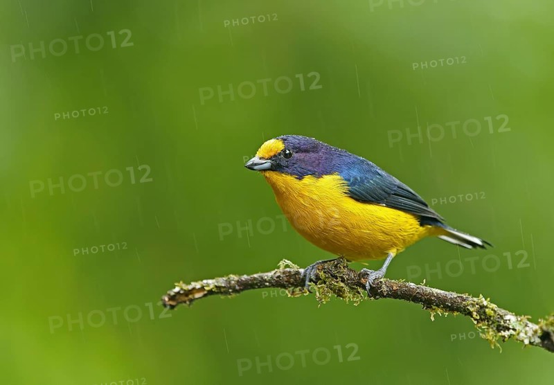 Euphonia violacea (Euphonia violacea)