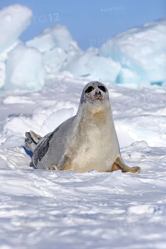 Harp Seal or Saddleback Seal (Pagophilus groenlandicus