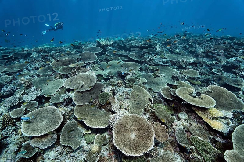 Diver over reef flat with Acropora table coral (Acropora hyacinthus)