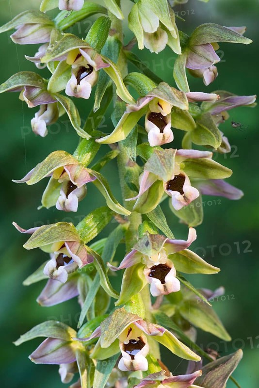 Broad-leaved Helleborine (Epipactis helleborine)