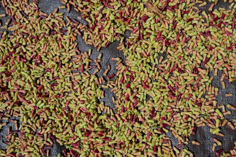 Freshly-harvested cloves (Syzygium aromaticum) laid out to dry