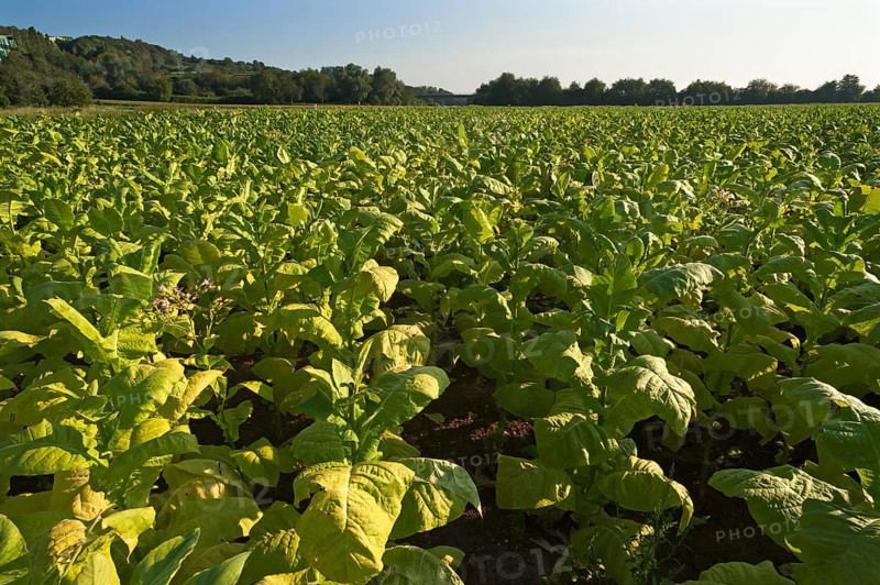 Ripe Tobacco field (Nicotiana)
