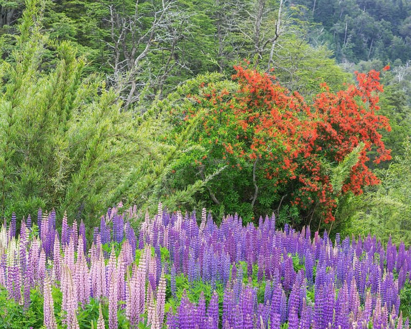 Lupines (Lupinus sp.) and Chilean firebush (Embothrium coccineum)