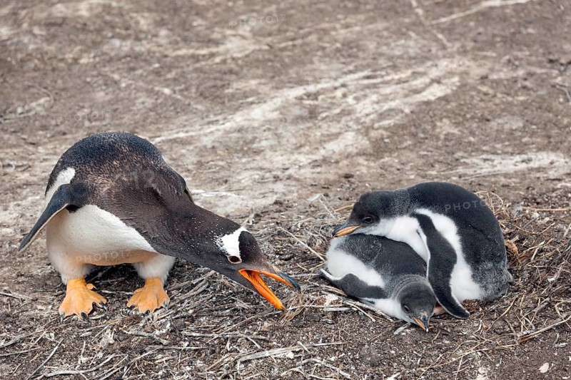 Gentoo Penguin (Pygoscelis papua) with chick