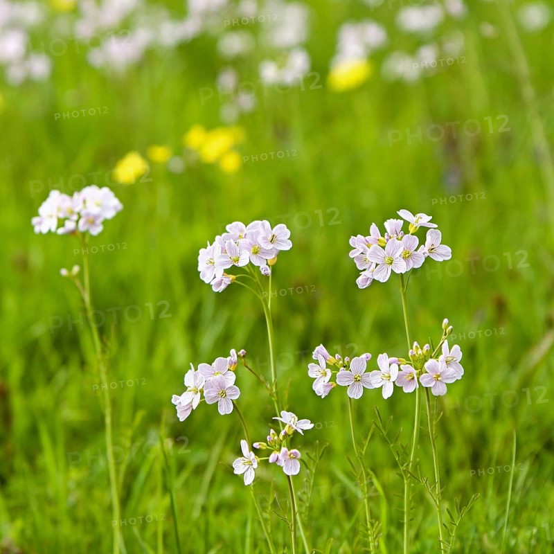 Cuckooflower or Lady's Smock (Cardamine pratensis) growing in a marsh area