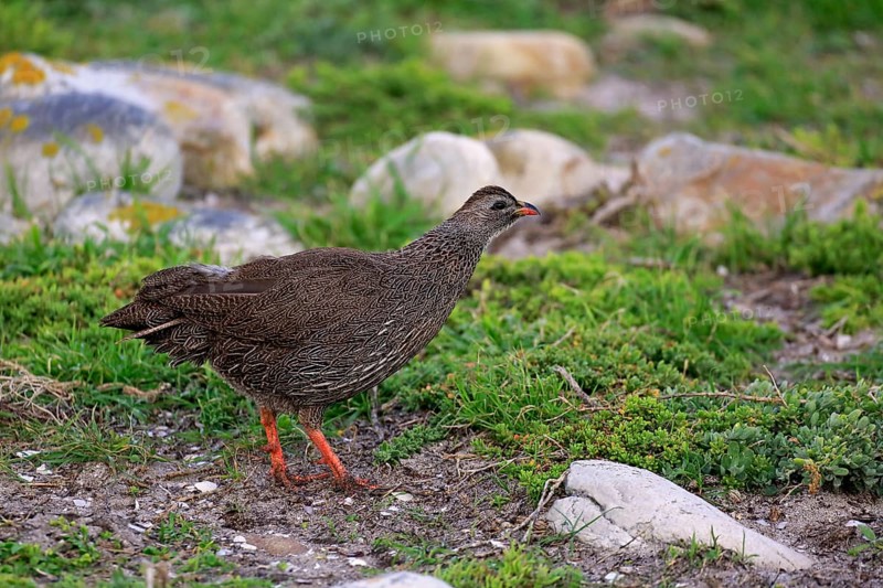 Cape Francolin (Francolinus capensis)