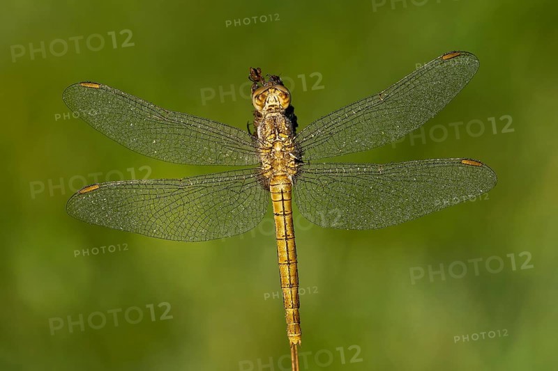 Keeled skimmer (Orthetrum coerulescens)