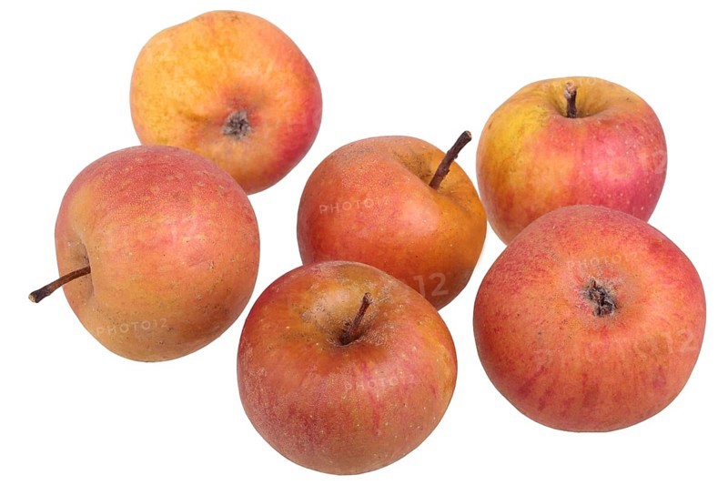 Apple variety Strauwald's Pearmain