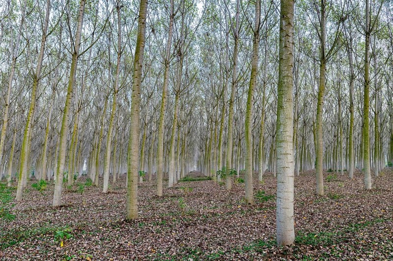 Poplars (Populus)