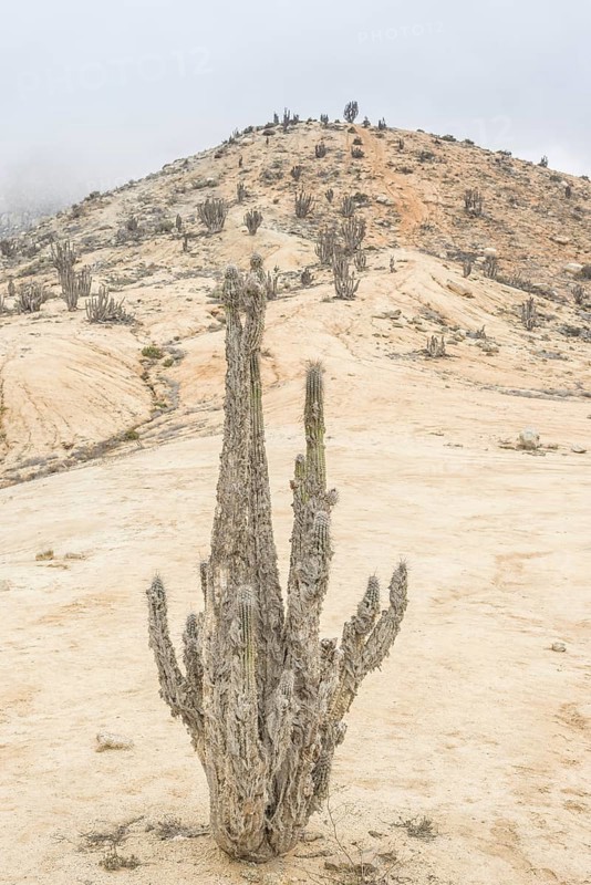 Copao Cactus (Eulychnia breviflora