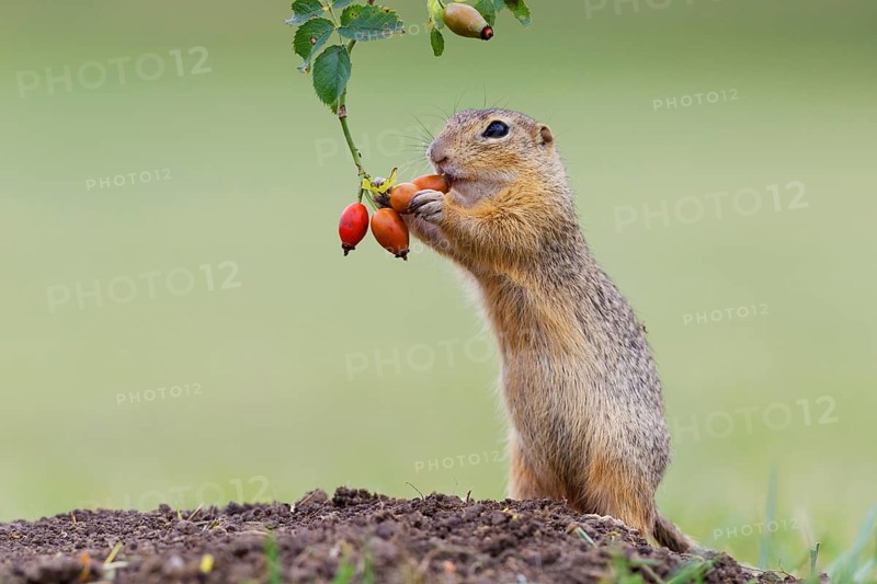 European ground squirrel (Spermophilus citellus) upright
