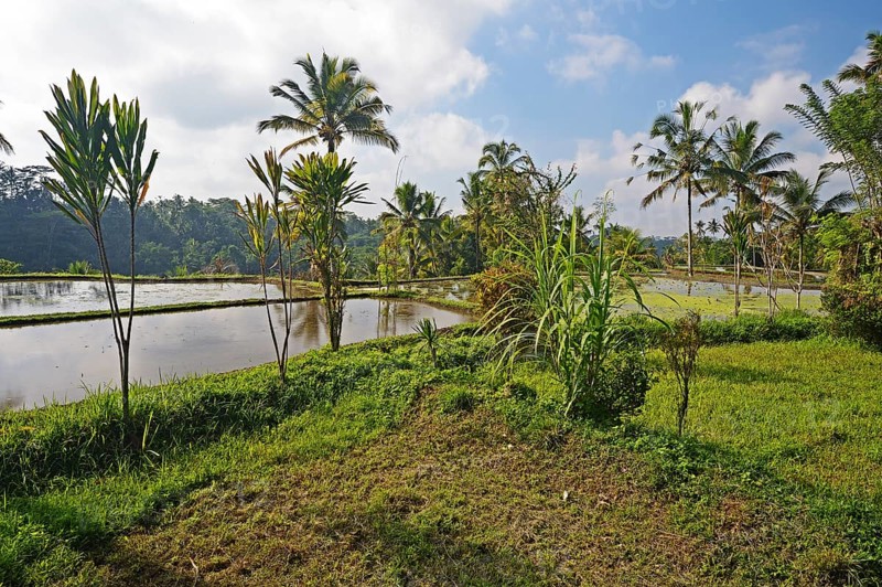 Rice terraces at Pura Gunung Kawi Temple