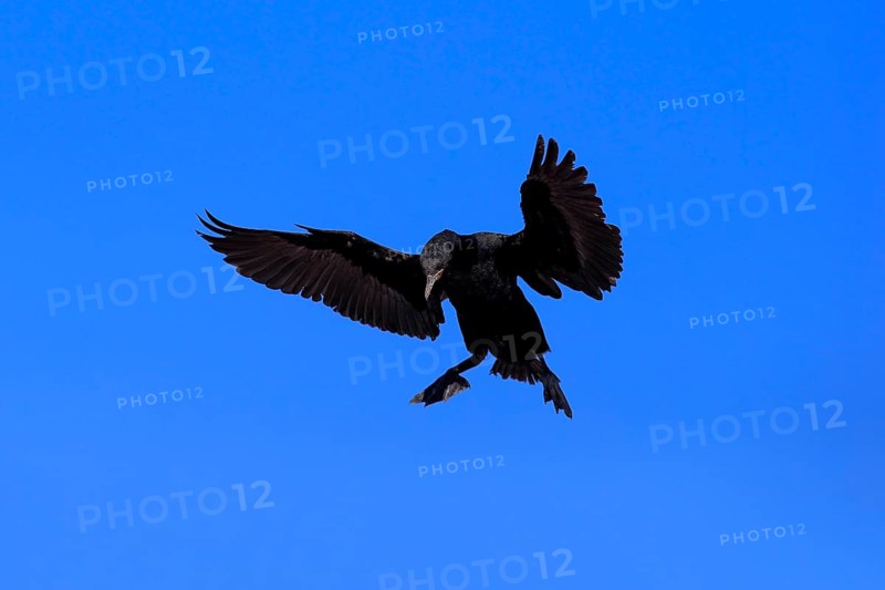 Cape Cormorant or Cape Shag (Phalacrocorax capensis)