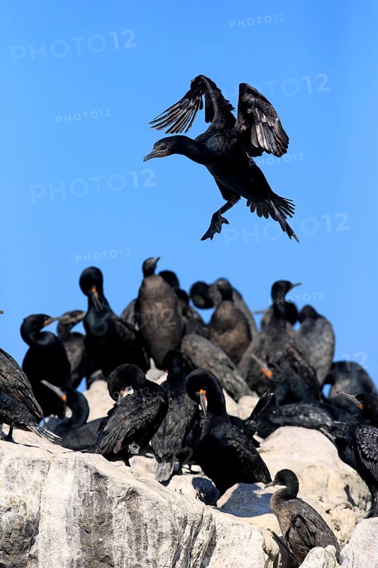 Cape Cormorant (Phalacrocorax capensis)
