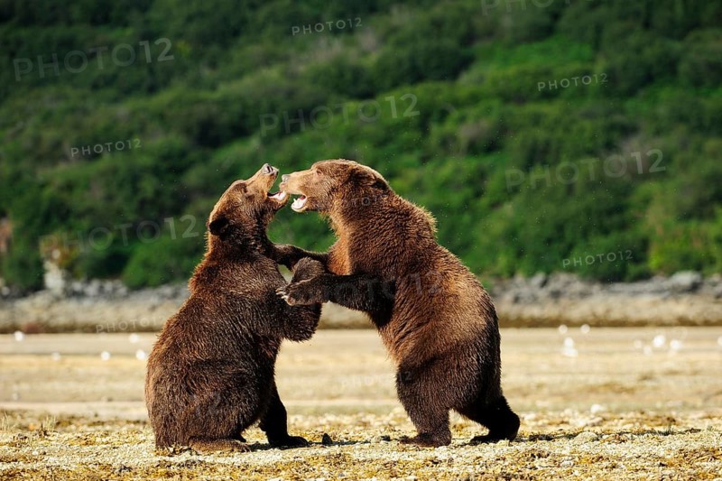 Two Brown Bears (Ursus arctos) play-fighting with each other
